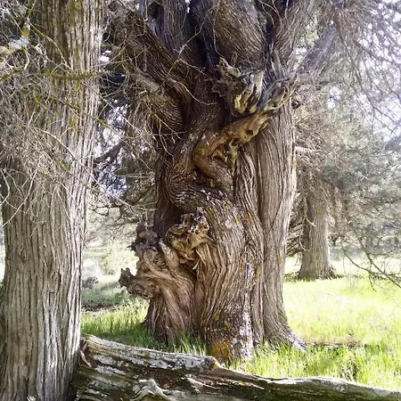 Duplex Con Piscina Climatizada Y Sauna, El Ultimo Rincon * La Pinilla (Castile and Leon)